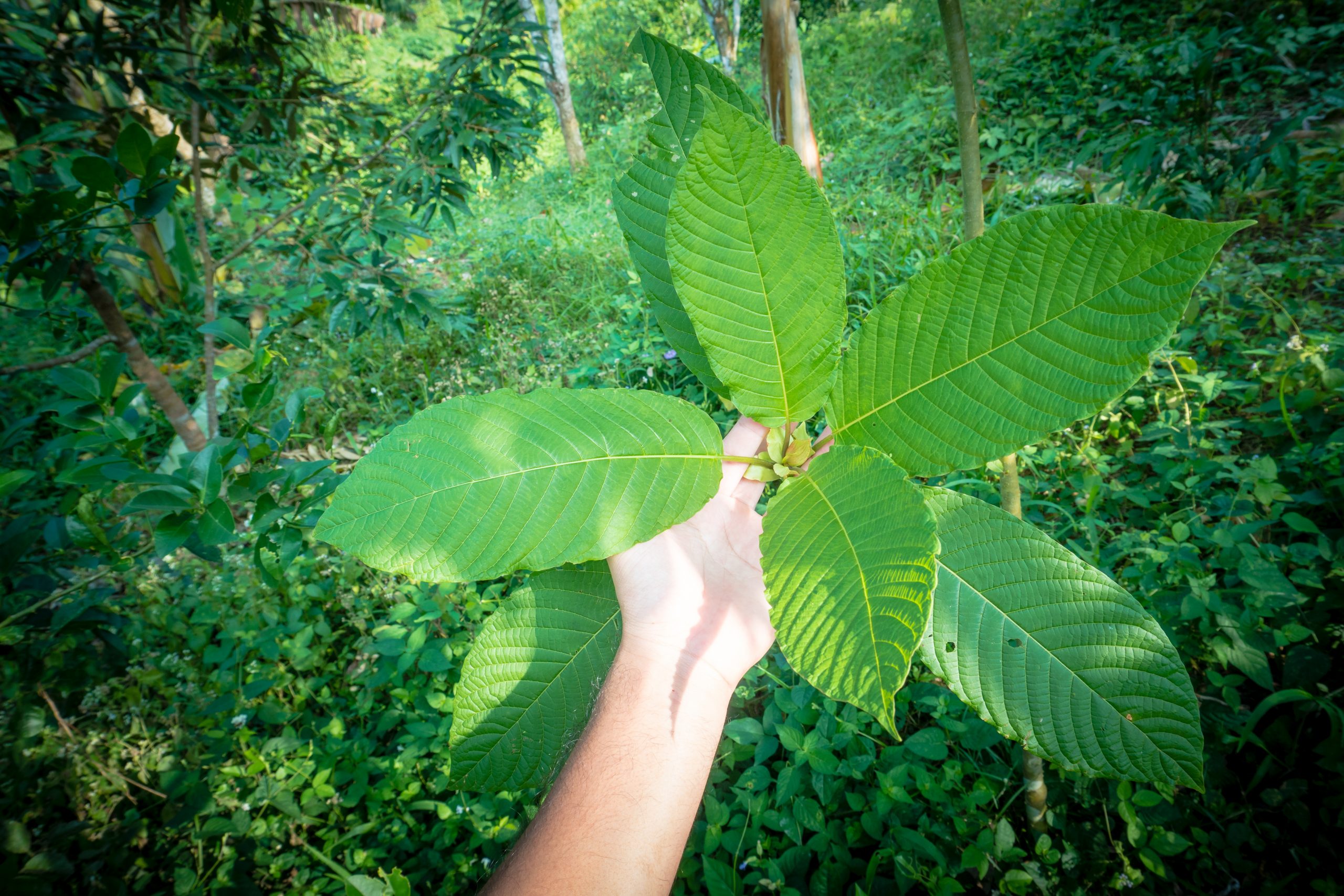 Botanical Remedies premium kratom products